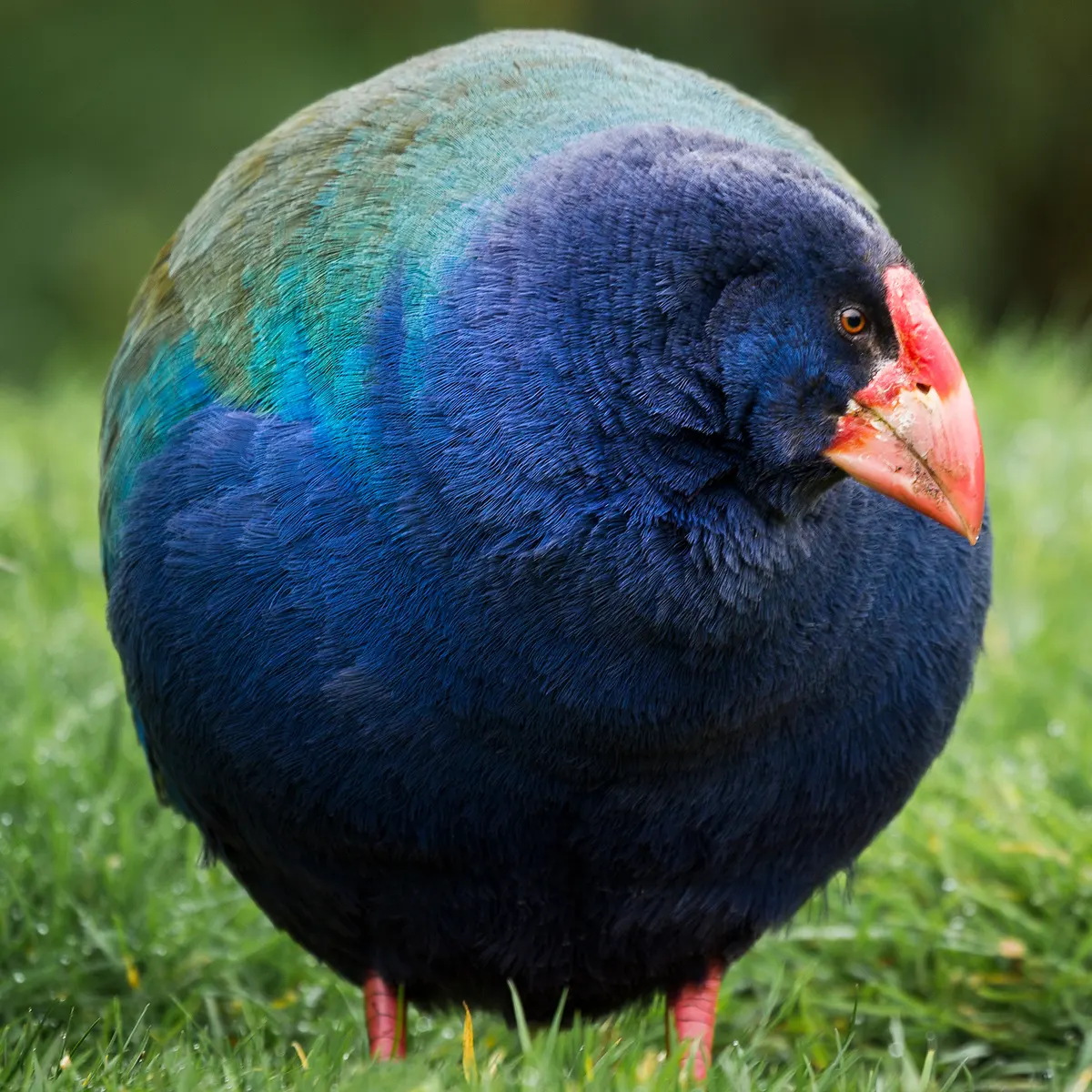 Extinct Takahe Bird Makes Dramatic Comeback In New Zealand