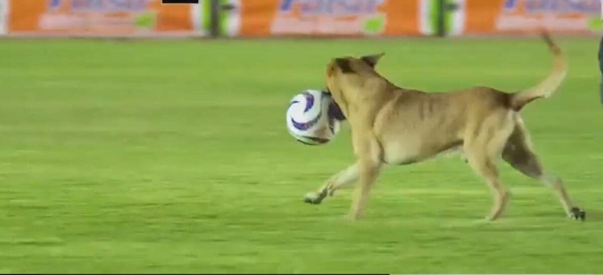 dog-steals-the-spotlight-and-the-soccer-ball-in-mexican-league-match