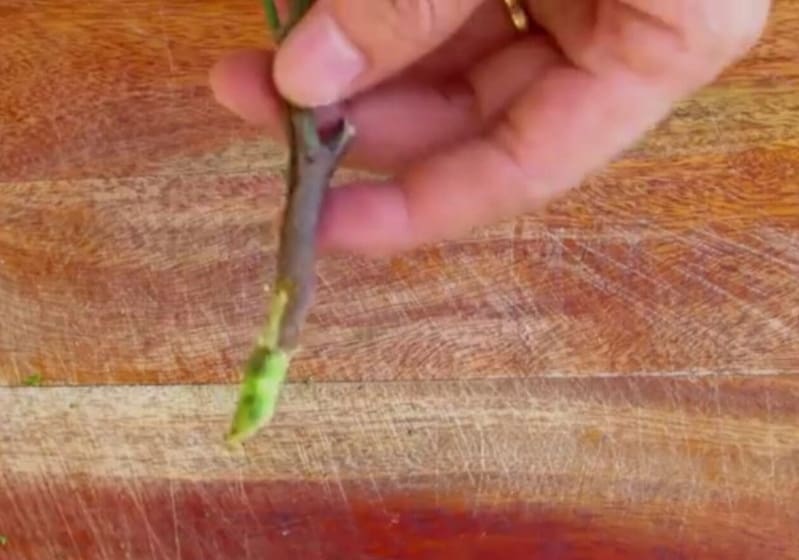 How to grow roses from cuttings 