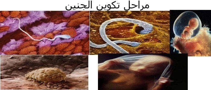 مراحل تكوين الجنين بالصور الفوتوغرافية