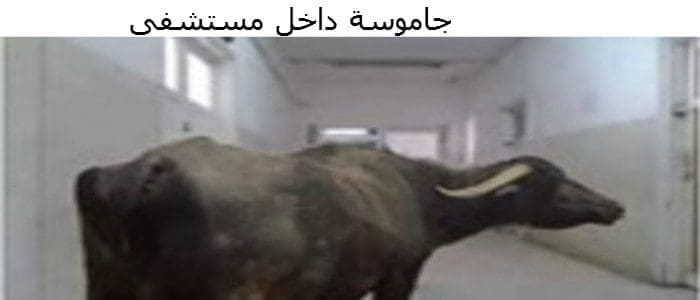 جاموسة داخل مستشفى بمحافظة المنيا