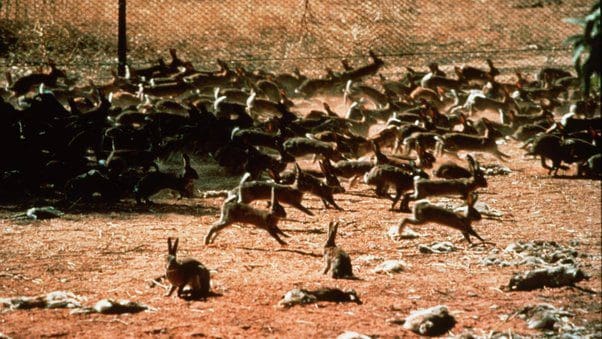 كارثة الأرانب التي حدثت في استراليا