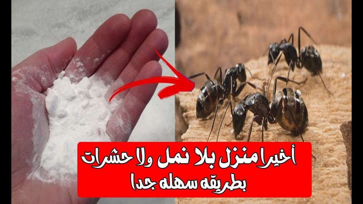 طريقة التخلص من النمل نهائياً