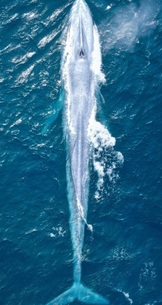 يلا خبر | أكبر وأضخم حيوان في العالم الحوت الأزرق؟! وما هو الحوت الأبيض والحوت القاروري؟
