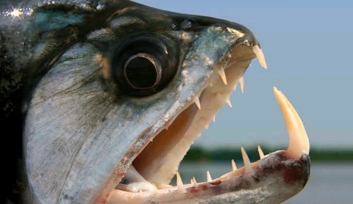 السمك مصاص الدماء Vampire Fish