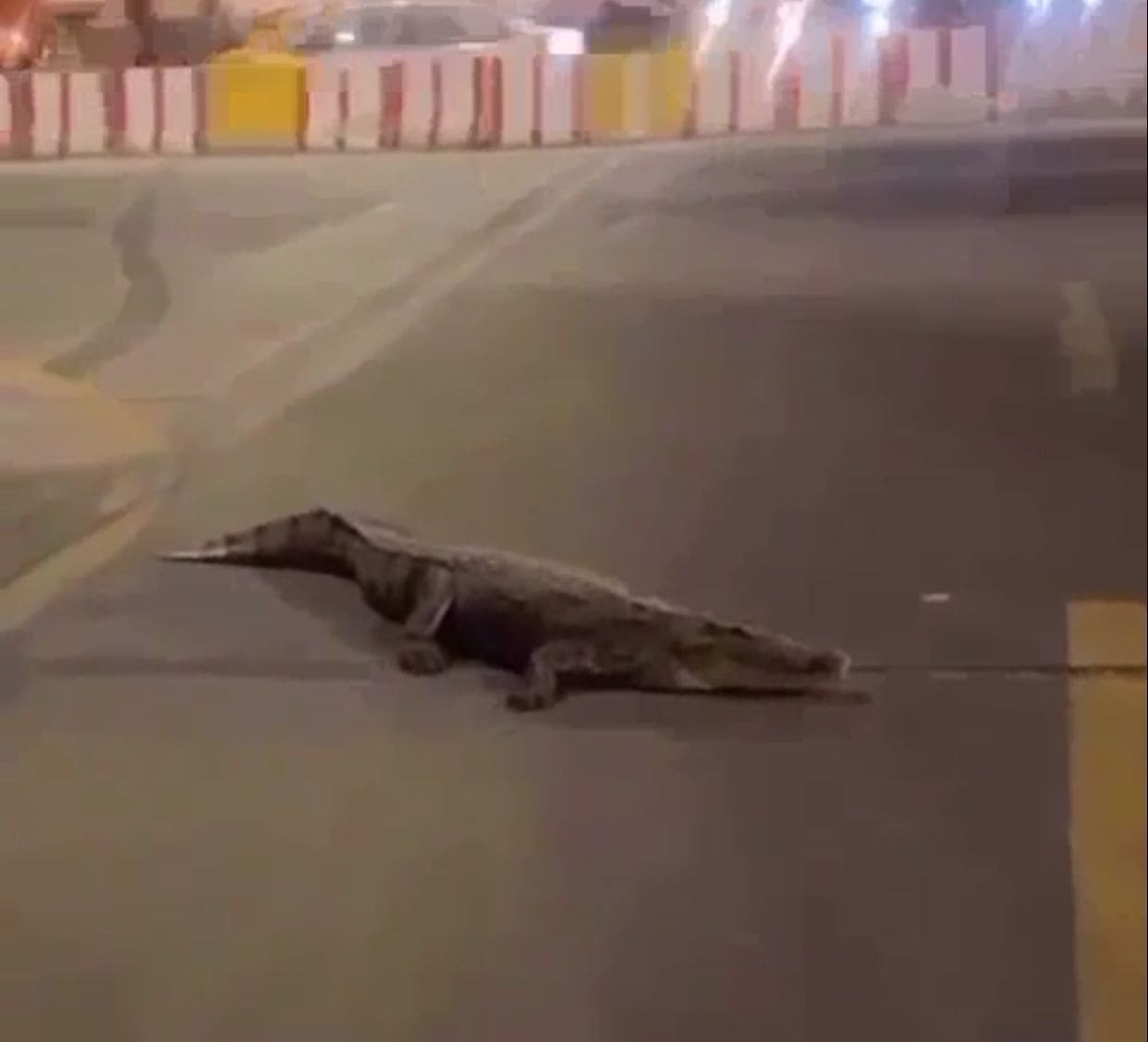 تمساح يتجول في شوارع مدينة القطيف