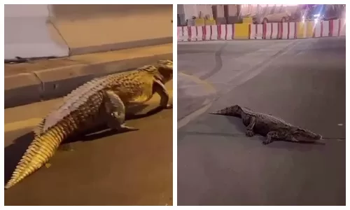 تمساح طليق في شوارع المملكة